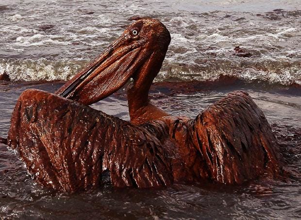 Westville News Pelican Bp Oil Deepwater Horizon